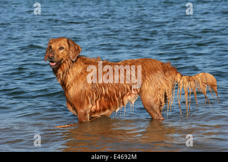 Golden Retriever im Wasser Stockfoto