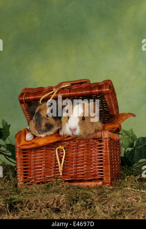 Meerschweinchen in Korb Stockfoto