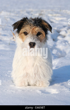 Parson Russell Terrier im Schnee Stockfoto