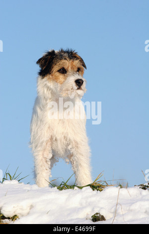 Parson Russell Terrier im Schnee Stockfoto