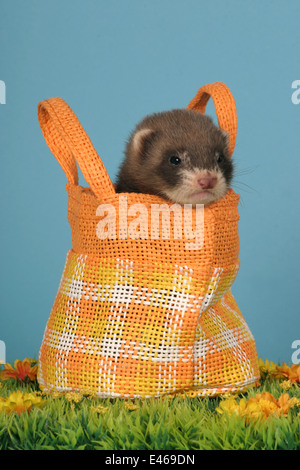 Frettchen in Tasche Stockfoto