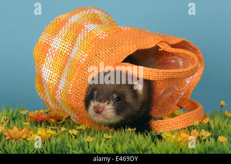 Frettchen in Tasche Stockfoto