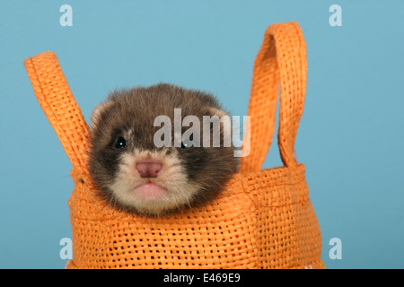 Frettchen in Tasche Stockfoto