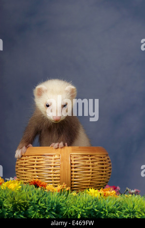 Frettchen in Korb Stockfoto