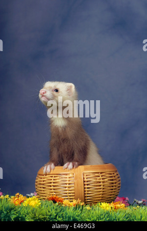 Frettchen in Korb Stockfoto