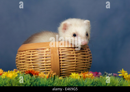 Frettchen in Korb Stockfoto