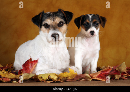 Jack und Parson Russell Terrier Stockfoto