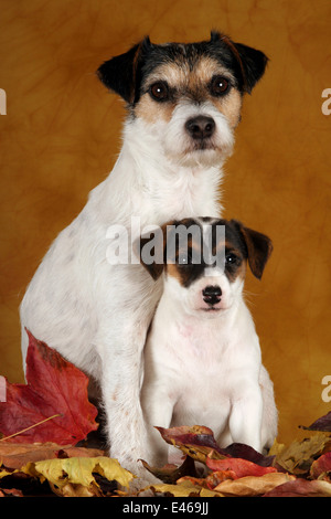 Jack und Parson Russell Terrier Stockfoto