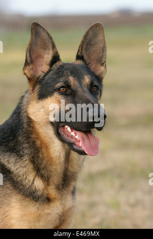 Deutscher Schäferhund Portrait Stockfoto