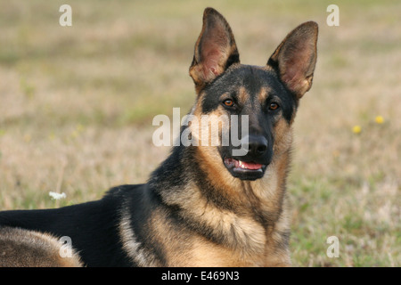 Deutscher Schäferhund Portrait Stockfoto