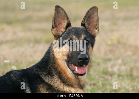 Deutscher Schäferhund Portrait Stockfoto