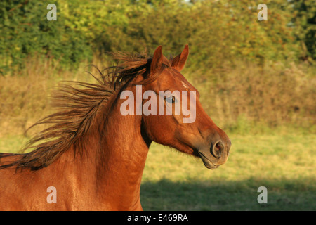 Arabisches Pferd Porträt Stockfoto