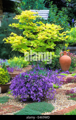 Acer Shirasawanum 'Aureum' MapleCampanula Poscharskyana 'Blue Wasserfall' Glockenblume. Juni. Pflanzen in Kübeln auf Terrasse. Stockfoto