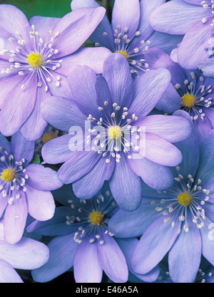 Hepatica Transsilvanica, Lebermoos, semi-Evergreen. Staude, März. Porträt von lila/blau Blumen hautnah. Stockfoto