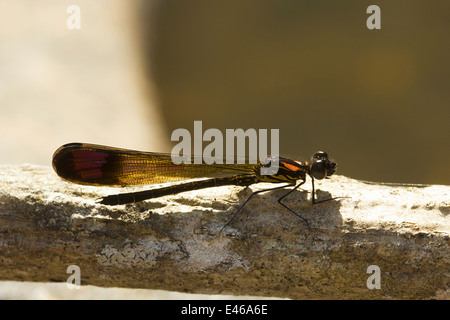 Libelle ruht auf Zweig, Aarey Milch Kolonie, Mumbai, Indien. Stockfoto