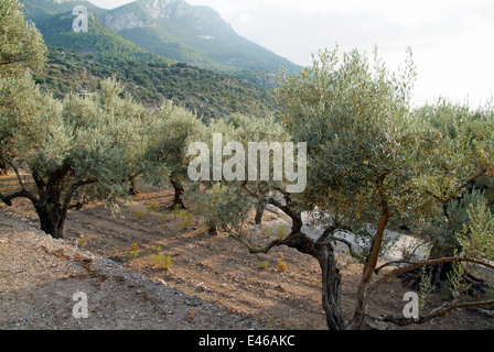 Olivenbäume in der Nähe von Deja Deya Mallorca Mallorca Balearen Spanien Stockfoto