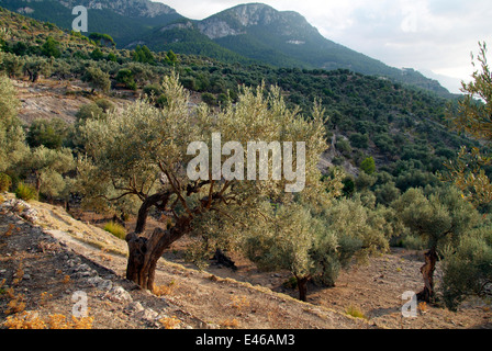 Olivenbäume in der Nähe von Deja Deya Mallorca Mallorca Balearen Spanien Stockfoto