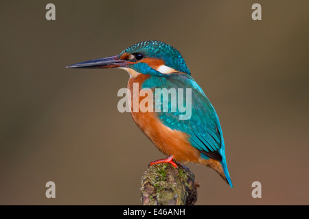 Eisvogel / eurasischen Eisvogel (Alcedo Atthis) thront auf Zweig und auf der Suche nach Fische im Fluss Stockfoto