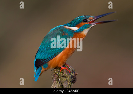 Eisvogel / eurasischen Eisvogel (Alcedo Atthis) thront auf Zweig und Berufung Stockfoto