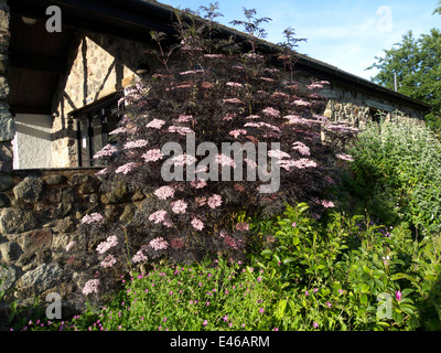 Ornamentale ältester in Strauch Grenze, Cumbria, UK. Stockfoto