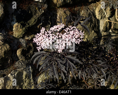 Ornamentale elder Flowerhead, Cumbria, UK Stockfoto