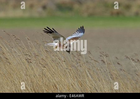 Westlichen Rohrweihe / eurasischen Rohrweihe (Circus Aeruginosus), Männchen im Flug über Schilfbeetes im Moorland Stockfoto