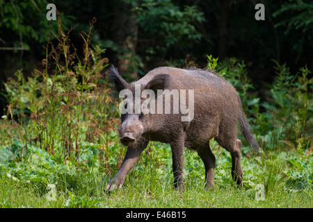 Wildschwein (Sus Scrofa) junger Mann im Wald im Sommer Stockfoto