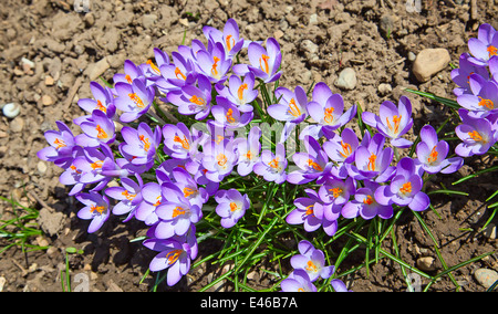 Krokusse erste Blumen des Frühlings Stockfoto