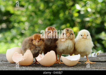 Neugeborenen flauschige geschlüpften Schalen Ei leer Sommer Natur Vögel Tiere Tag Geflügel Hühnereier Huhn lustige Gruppe Firma Blumen Stockfoto