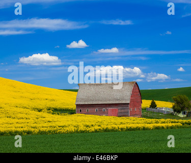 Palouse Land, Latah County, ID: Rote Scheune mit Hang des gelb blühenden Raps Feld Stockfoto