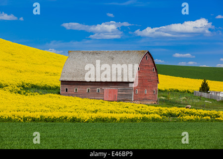 Palouse Land, Latah County, ID: Rote Scheune mit Hang des gelb blühenden Raps Feld Stockfoto