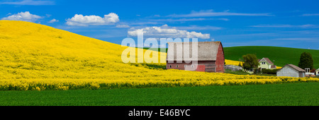 Palouse Land, Latah County, ID: Rote Scheune mit Hang des gelb blühenden Raps Feld Stockfoto