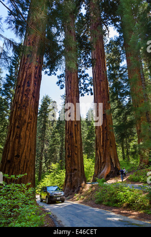 Auto auf Generals Highway im Sequoia National Park. Sierra Nevada, Kalifornien, USA Stockfoto