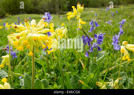 Schlüsselblumen (Primula Veris) und Glockenblumen wachsen auf einem Kalkstein-Hügel in der Yorkshire Dales National Park, UK. Stockfoto