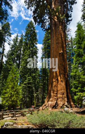 Touristen posieren für Fotos vor General Sherman Tree, einer der größten in der Welt, Sequoia Nationalpark, Kalifornien, USA Stockfoto