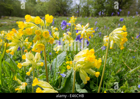 Schlüsselblumen (Primula Veris) und Glockenblumen wachsen auf einem Kalkstein-Hügel in der Yorkshire Dales National Park, UK. Stockfoto