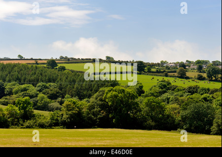 Walisische Landschaft mit Kühen im Fernfeld, Pembrokeshire, UK Stockfoto