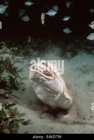 Australische Angel Shark (Squatina Australis) ernähren sich von Fischschwärmen. Australien Jervis Bay Stockfoto