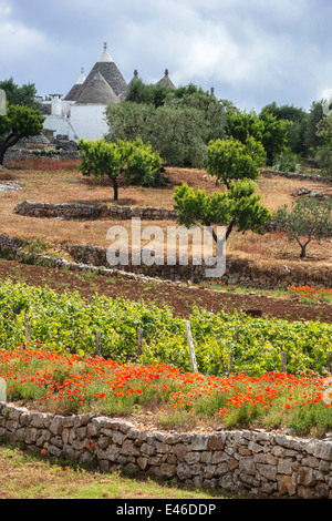 Reben Mohn und Trulli von Alberobello und Locorotondo, Apulien, Italien. Stockfoto