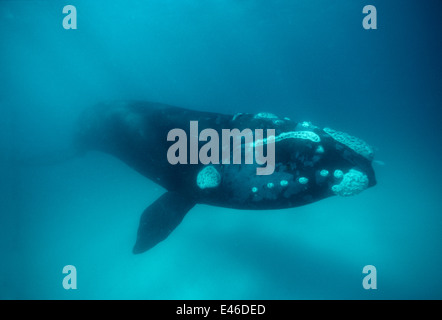 Südlichen Glattwal (Eubalaena Australis) bedrohte Arten. Austalia Bremer Bay Stockfoto