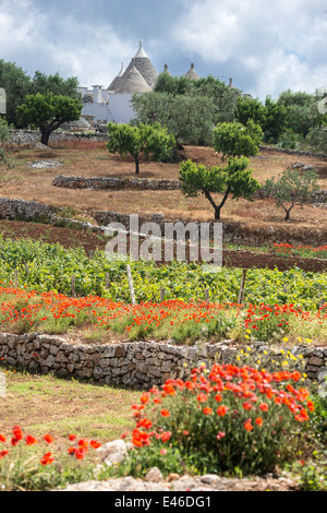 Reben Mohn und Trulli von Alberobello und Locorotondo, Apulien, Italien. Stockfoto