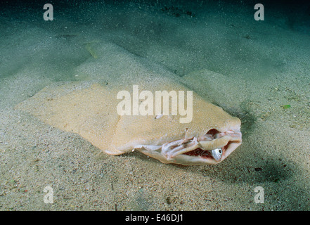 Australische Engel Haifütterung (Squatina Australis) auf Yellowtail Scad (Trachurus Novaezelandiae) Australien Jervis Bay Stockfoto