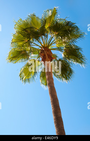 Schöne Palme vor blauem Himmel. Stockfoto
