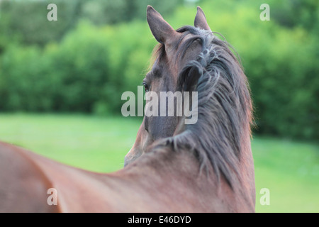 Schönes Pferd in einem Feld Stockfoto