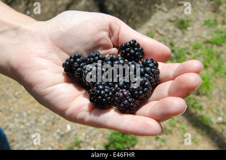 Anzeigen von saftig am Straßenrand Brombeeren gepflückt in der Hochsaison des Sommers Stockfoto