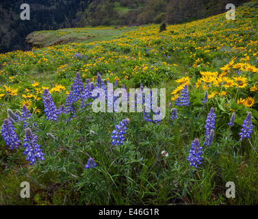 Columbia Gorge National Scenic Gebiet, OR: Lupine und Balsamwurzel blühen auf Rowena Kamm über den Columbia River. Stockfoto