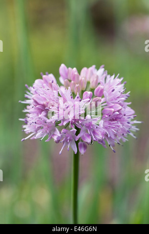 Allium Nutans Blume. Stockfoto