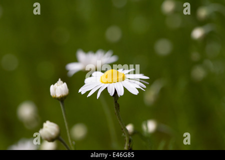 Chamaemelum Nobile. Kamillenblüten in den Garten. Stockfoto