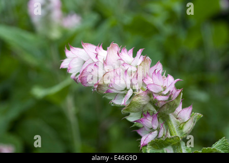 Salvia Sclarea Blume. Muskatellersalbei Pflanze. Stockfoto