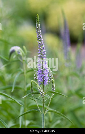 Veronica Longifolia wächst in einer krautigen Grenze. Ehrenpreis. Stockfoto